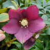 Helleborus orientalis Red Lady