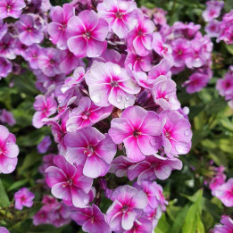 Phlox paniculata Neon Flare Blue