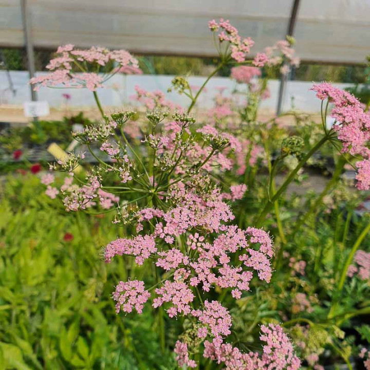 Pimpinella major Rosea - Fleurs