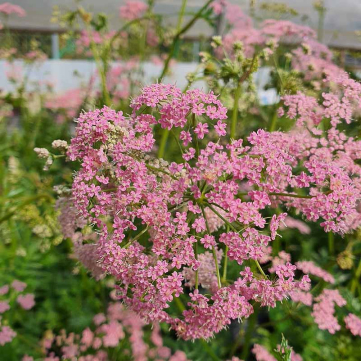 Pimpinella major Rosea floraison