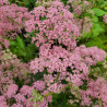 Pimpinella major Rosea