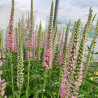 Veronica longifolia Pink Eveline