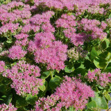 Floraison rose du Sedum spectabile Brillant