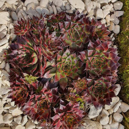 Sempervivum Chick Charms Butterscotch Baby