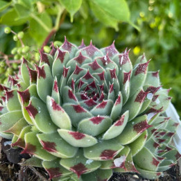 Sempervivum Chick Charms Mint Marvel