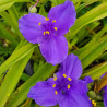 Tradescantia andersoniana Sweet Kate