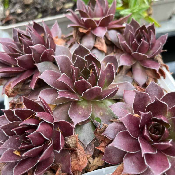 Sempervivum Chick Charms Chocolate Kiss