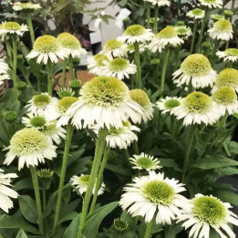 Echinacea Delicious Nougat