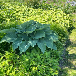 Hosta Empress Wu