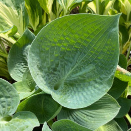 Hosta abiqua drinking gourd