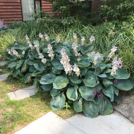 Hosta Big Daddy