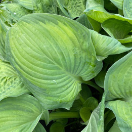 Hosta Guacamole