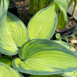 Hosta June