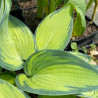 Hosta June