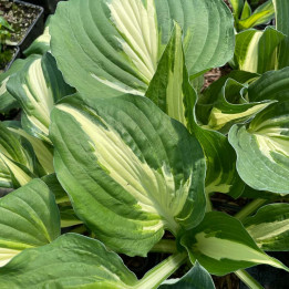 Hosta Night Before Christmas