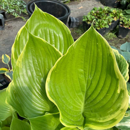 Bulbes Hosta Vivaces Rares – Lot De 4 Pour Jardin Ombragé & Décoration Magnifique