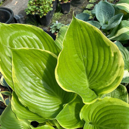 Hosta Winter Snow