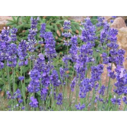 Lavandula angustifolia Beate