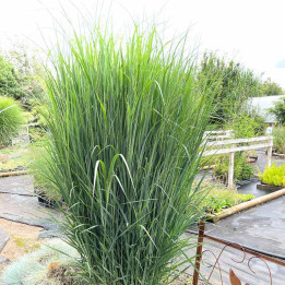 Panicum virgatum Northwind