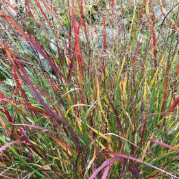 Panicum virgatum Shenandoah
