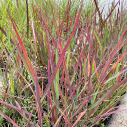 Panicum virgatum Cheyenne Sky