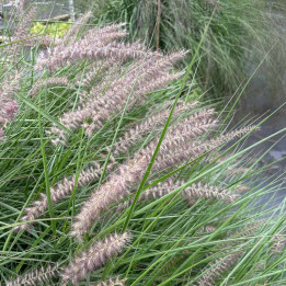 Pennisetum orientale Karley rose