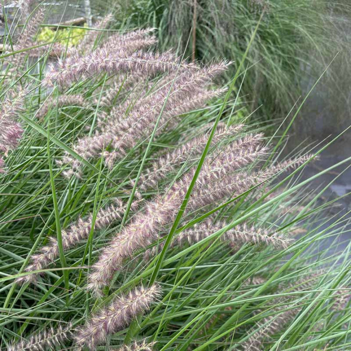 Pennisetum orientale Karley rose