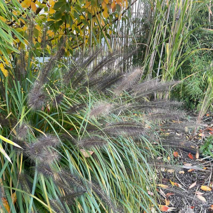 Pennisetum alopecuroides Black Beauty