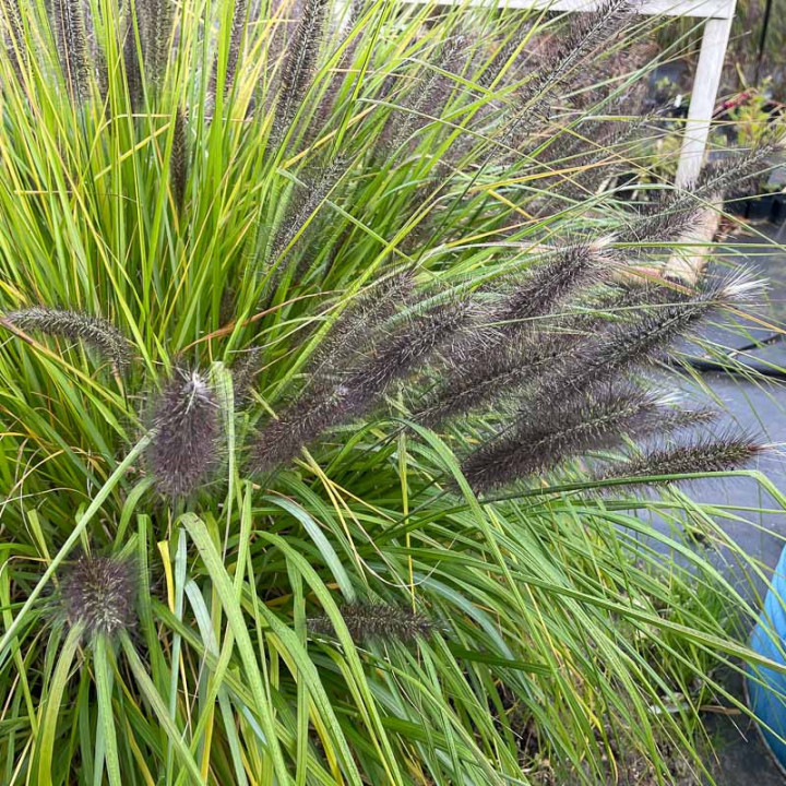Pennisetum alopecuroides Viridescens