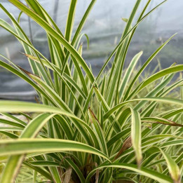 Carex morrowii Vanilla Ice