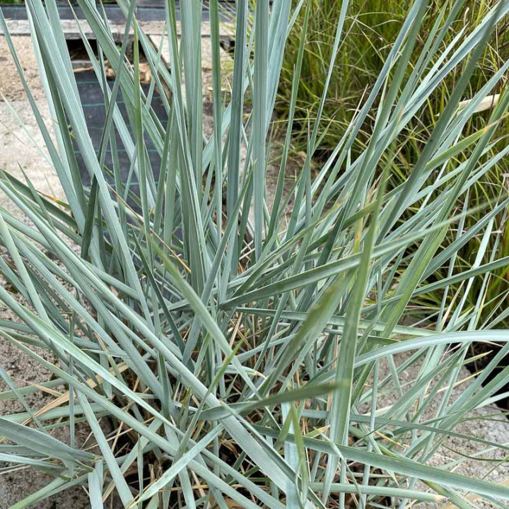 Leymus arenarius Blue Dune