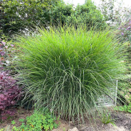 Miscanthus sinensis Gracillimus touffe dense graminée ornementale jardin