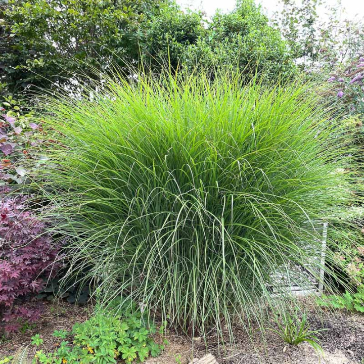 Miscanthus sinensis Gracillimus touffe dense graminée ornementale jardin