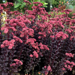 Sedum touchdown Teak