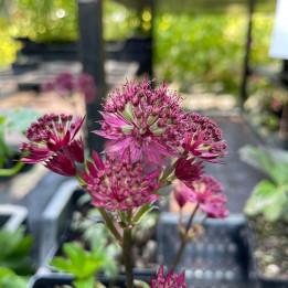 Fleurs de l'Astrantia major Burgundy Manor
