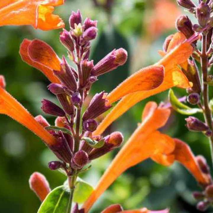 Gros plan sur la fleur de l'agastache Mango Tango orange