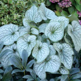 Brunnera macrophylla Alexander's Great