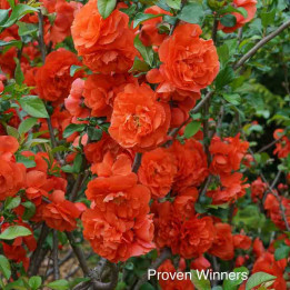 Chaenomeles speciosa Orange Storm