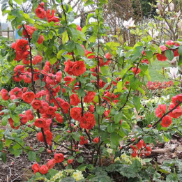 Chaenomeles speciosa Mango Storm