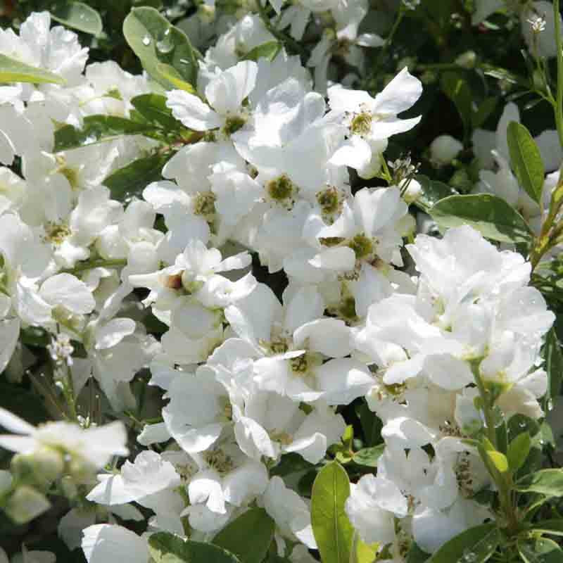 Exochorda racemosa Niagara