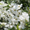 Exochorda Niagara