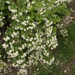 Philadelphus Manteau d'Hermine