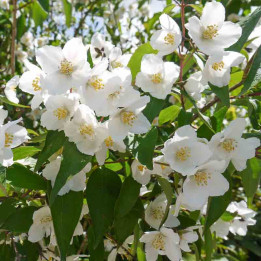 Philadelphus Starbright