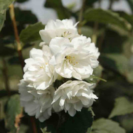 Philadelphus Dame Blanche