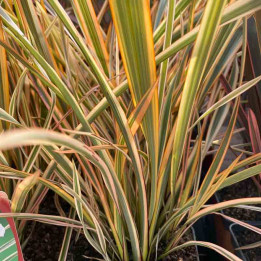 Phormium tenax Golden Ray
