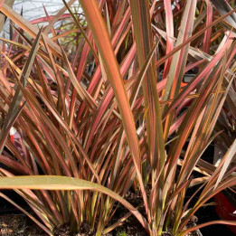 Phormium tenax Flamingo