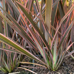 Phormium tenax Maori Queen