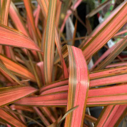 Phormium tenax Pink Panther