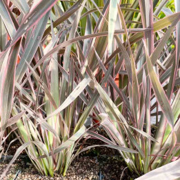 Phormium tenax Pink Stripe