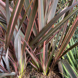 Phormium tenax Sundowner